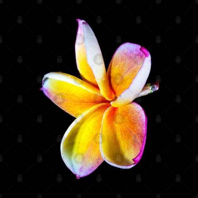 plumeria-flowers-frangipani-floral-blossom-petal-shirtyshirto-90 by Shirty.Shirto