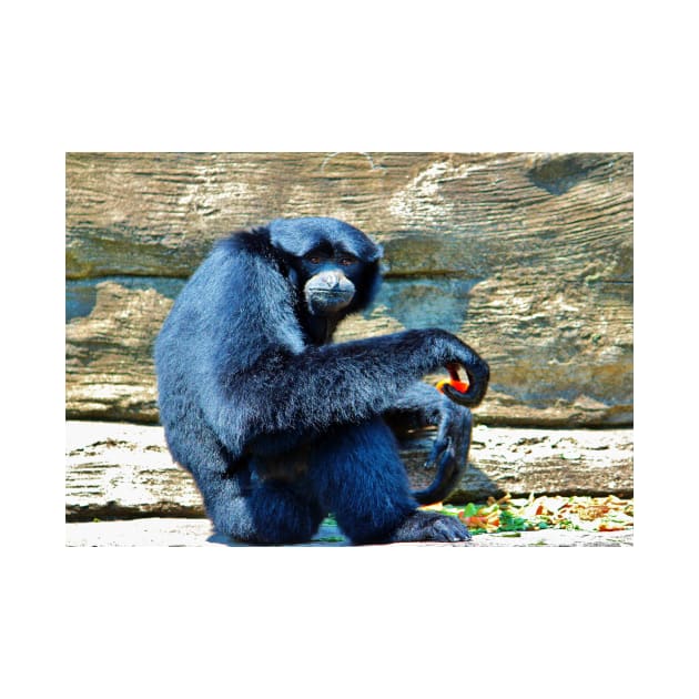 Siamang Having A Snack by Cynthia48