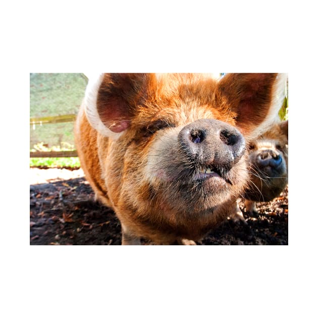 New Zealand Kunekune Pig by AndyEvansPhotos