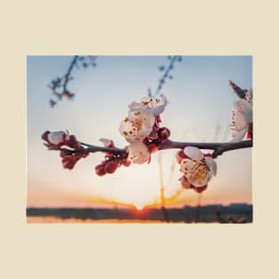 blooming apricot at sunset T-Shirt