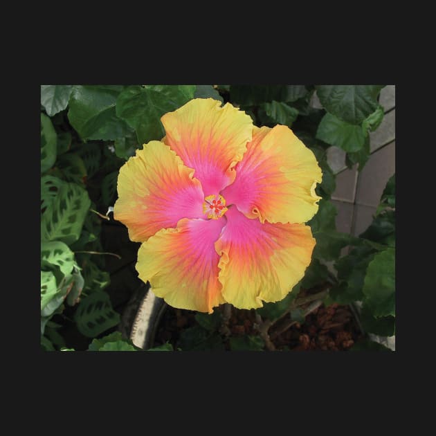 Pink and Yellow Hibiscus by Sarah Curtiss