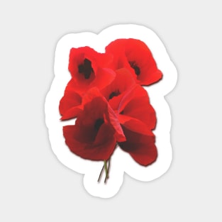 A bunch of poppies Magnet