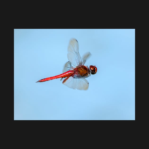 Flying Red Dragonfly by kawaii_shop