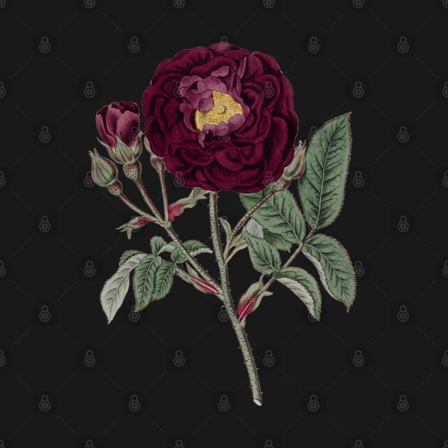 Burgundy Rose Flower Vintage Botanical Illustration by Biophilia