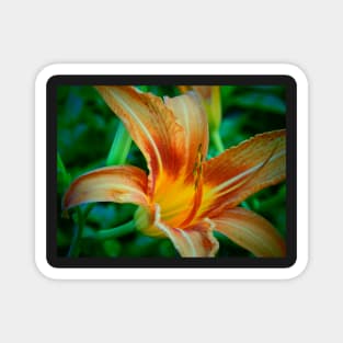 Tiger Lily Magnet