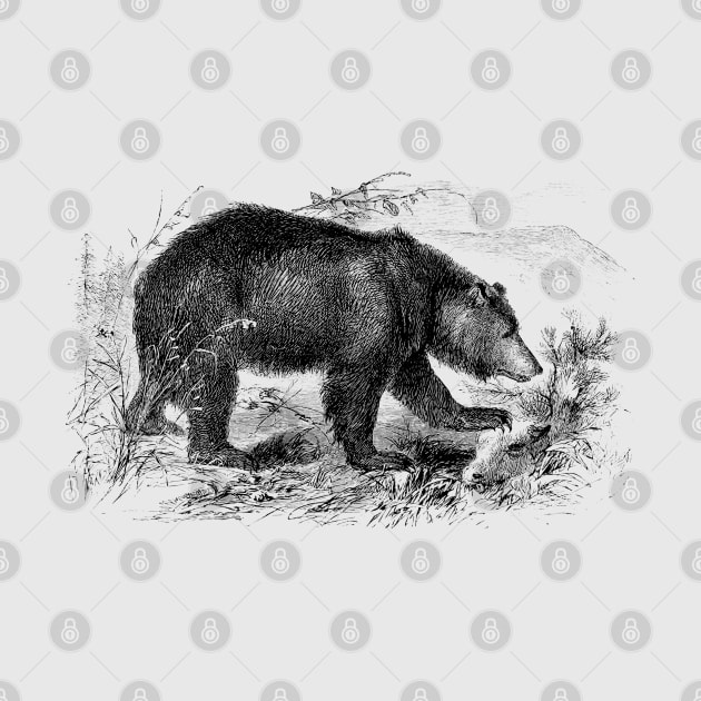 Bear Vintage Illustration by Biophilia