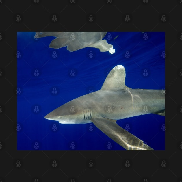 Oceanic White Tip Shark Reflections by jbbarnes