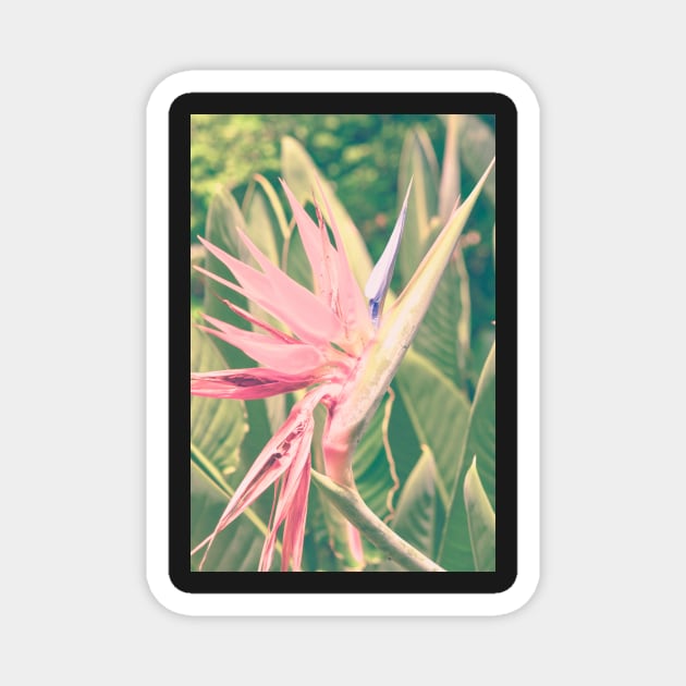 Bird of Paradise ll Magnet by oliviastclaire