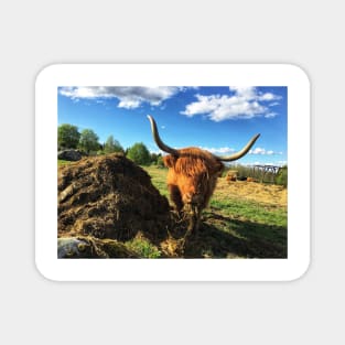 Scottish Highland Cattle Cow 2394 Magnet