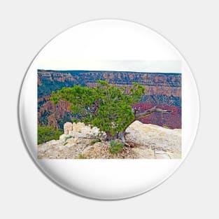 Grand Canyon Tree Study 2 Pin