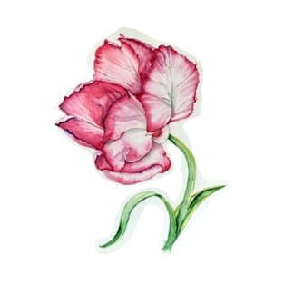 Tulip in red watercolor art T-Shirt