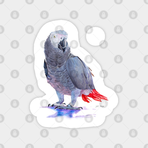 African Grey Parrot Magnet by lucafon18