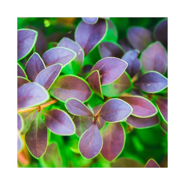 Vibrant green and purple leaves by PLdesign