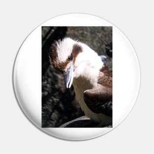 Kookaburra Pin