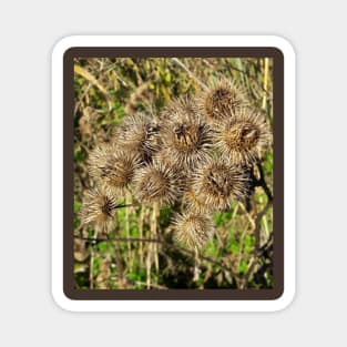 Thistle. Magnet