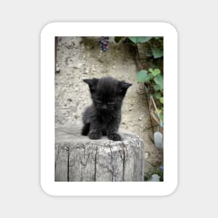 Little black cat Magnet