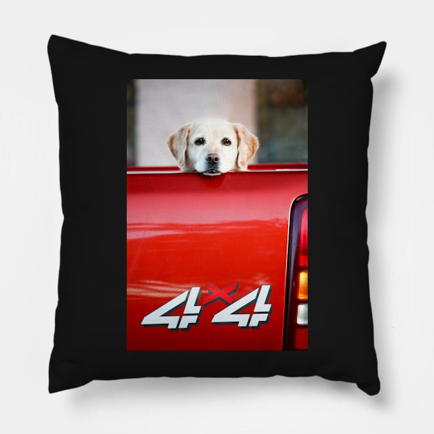 4 X PAW Yellow Labrador Pillow by heidiannemorris