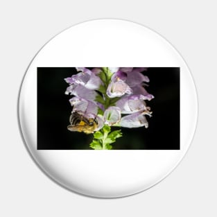 Bee On Obedient Plant Pin