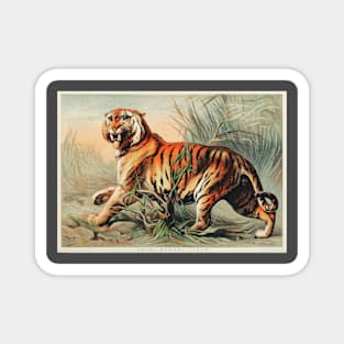 19th century Royal Bengal tiger chromolithograph Magnet