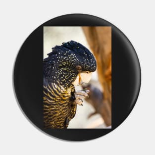 Red tailed black cockatoo. Pin