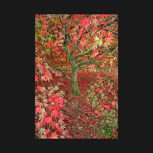 Acer at Westonbirt by RedHillDigital