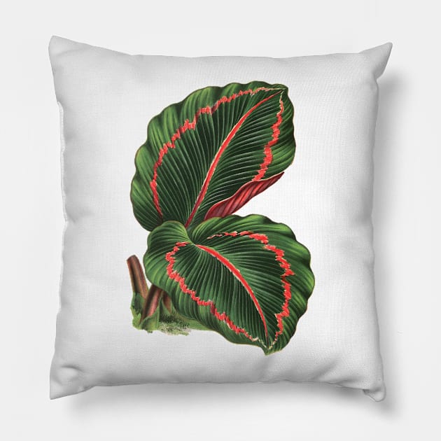 Calathea roseopicta - Rothschild Pillow by chimakingthings