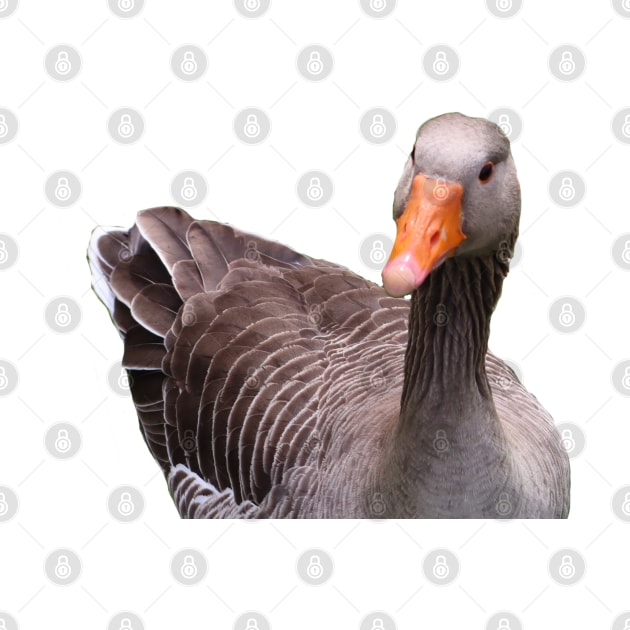 Greylag Goose by Michelle Le Grand