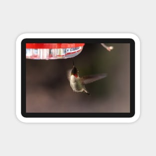 Hummingbird feeding Magnet