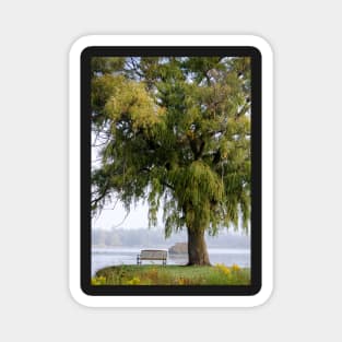 Park bench under the willow Magnet