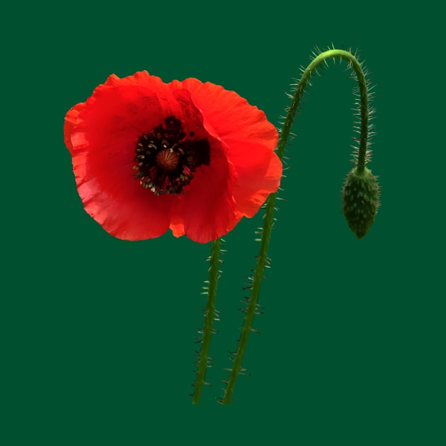 Red Poppy and Bud by SusanSavad