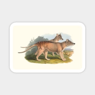 Animals Of Australia The Tasmanian Tiger Or Thylacine Magnet