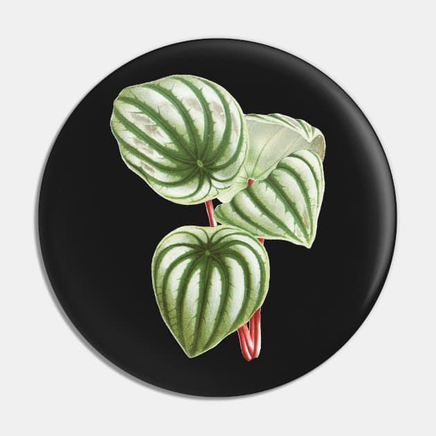 Watermelon Peperomia - Botanical Illustration Pin by chimakingthings