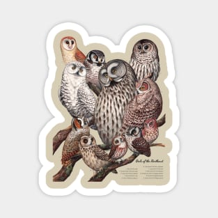 Owls of the Northeast Magnet