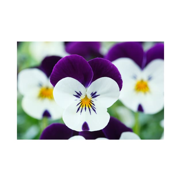 Viola  Rocky White with Purple Wings  Rocky series by chrisburrows