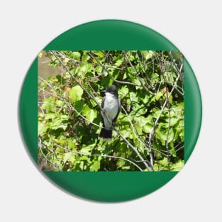 Eastern kingbird, wild birds, wildlife gifts Pin