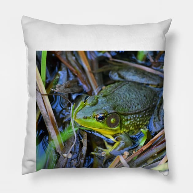 Billy Bullfrog Pillow by Colette22