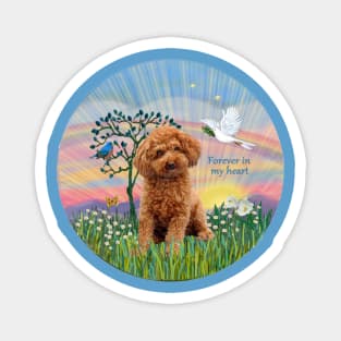 An Apricot Toy Poodle in heaven's Clouds Magnet