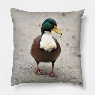 Domestic Bibbed (Duclair) Mallard Odd Duck Pillow