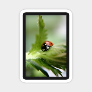 Ladybug on leaf Magnet
