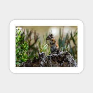 Chipmunk on its Favorite Stump Magnet