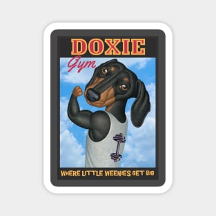 Cute Doxie at the gym where little weenies get big Magnet