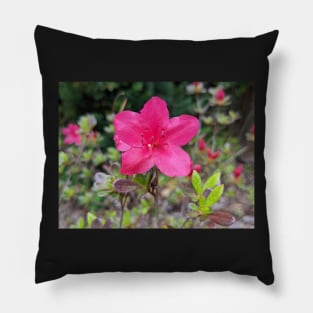 Pink Flower in Meadow 1 Pillow