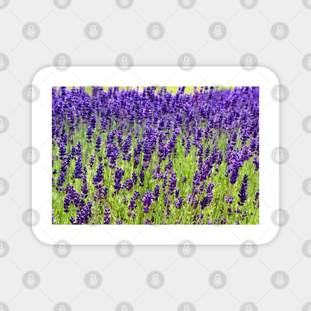 Lavender Magnet by Colette22