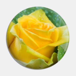 Yellow Rose Pin