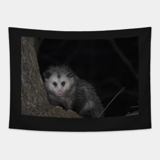 Opossum up a tree Tapestry