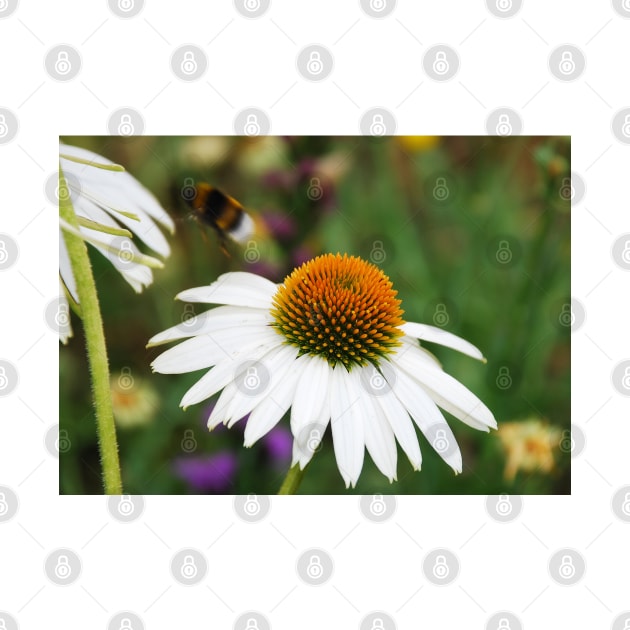 Echinacea Purpurea with Bee by jojobob