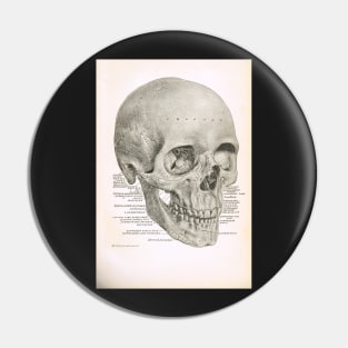 Human Skull, 19th Century illustration Pin