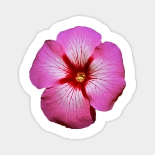 Pink Petunia Flower Graphic Art Print Magnet