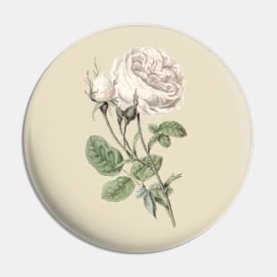White Rose Botanical Illustration Pin