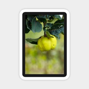 Yellow ripe quince on branch Magnet